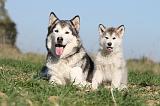 ALASKAN MALAMUTE 144